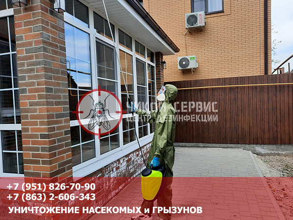 Фотография как эффективно избавиться от ос от центра дезинфекции Чикой Сервис в Ростове-на-Дону