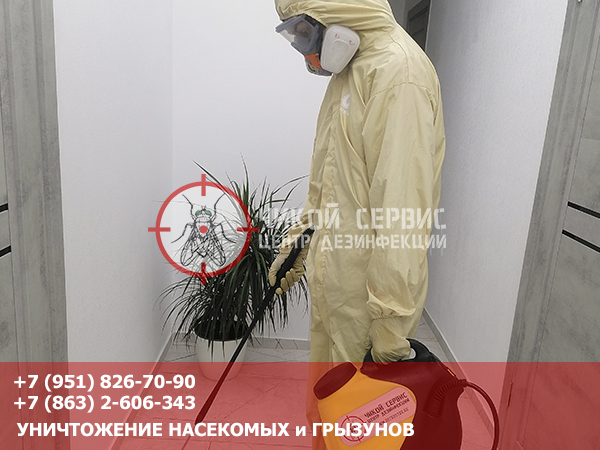 Потравить тараканов в квартире в Ростове-на-Дону - фотография от центра дезинфекции Чикой Сервис