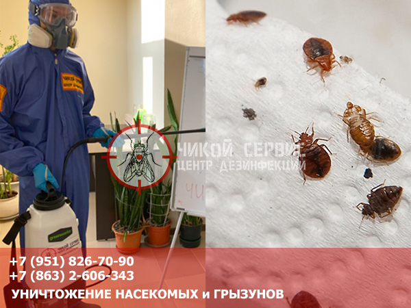 Фото как выглядят домашние клопы от профессионалов центра дезинфекции Чикой Сервис в Ростове